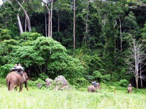 Elephants-Khao-Sok-National-Park